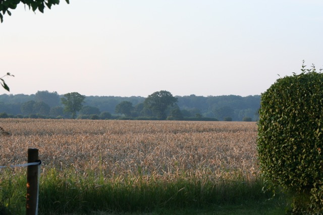 Feldrandlage des Hause Lenstarium
Ihr Blick ber die Felder bis zum Wald von Cismar